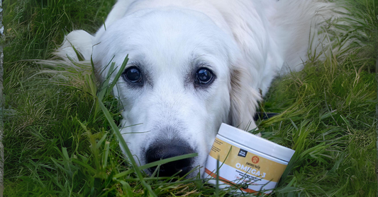 Golden retriever with omega-3 jar