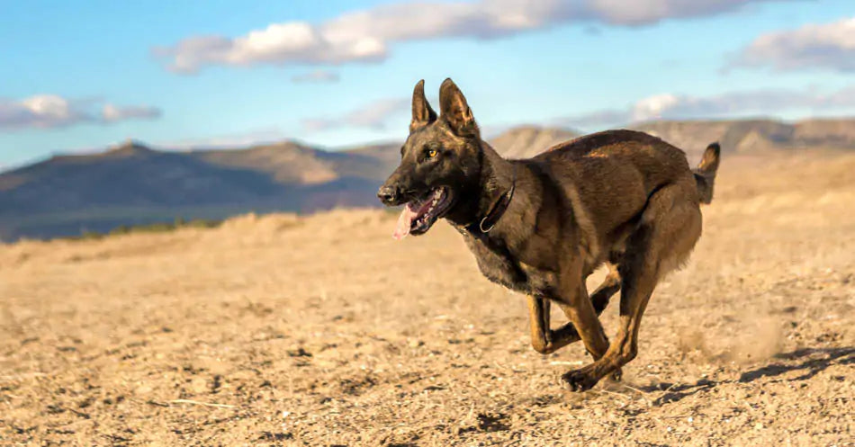malinois dog running