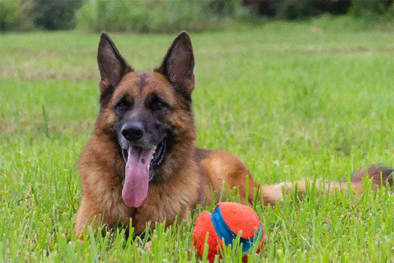 German Shepherd with ball