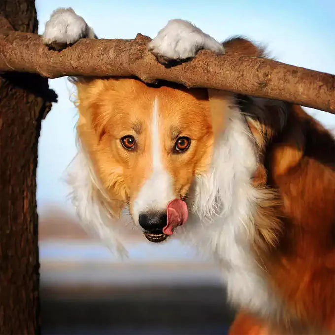 Border Collie dog