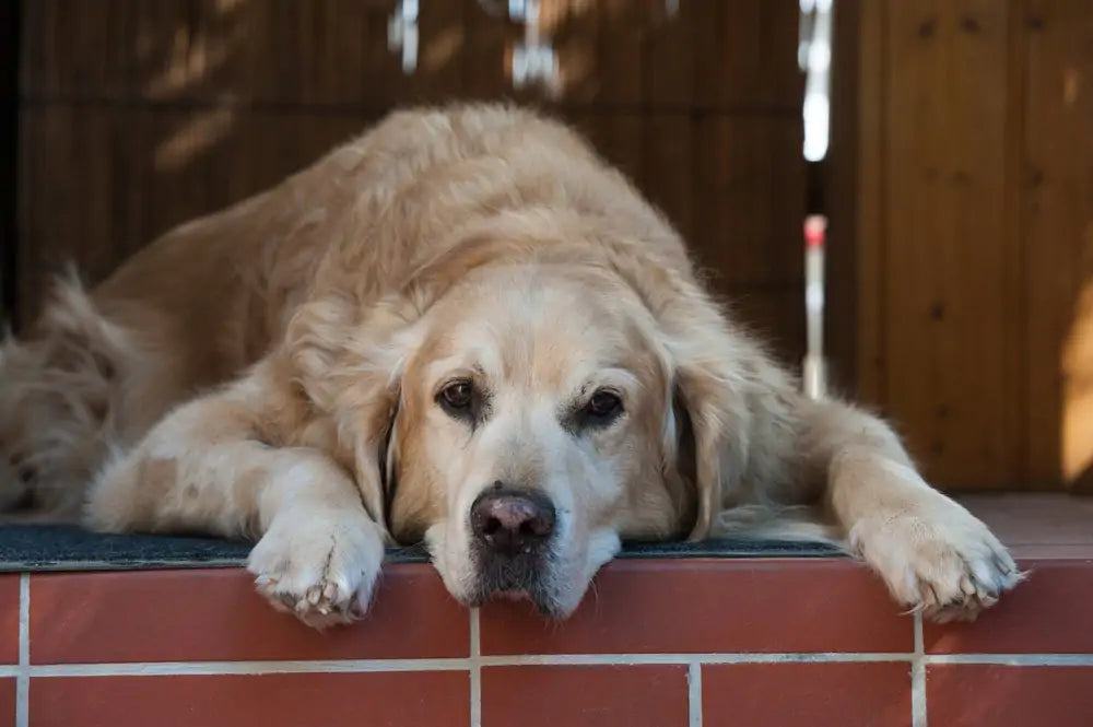a senior dog on top of the stairs
