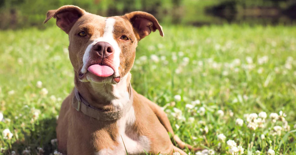 a dog showing her tongue