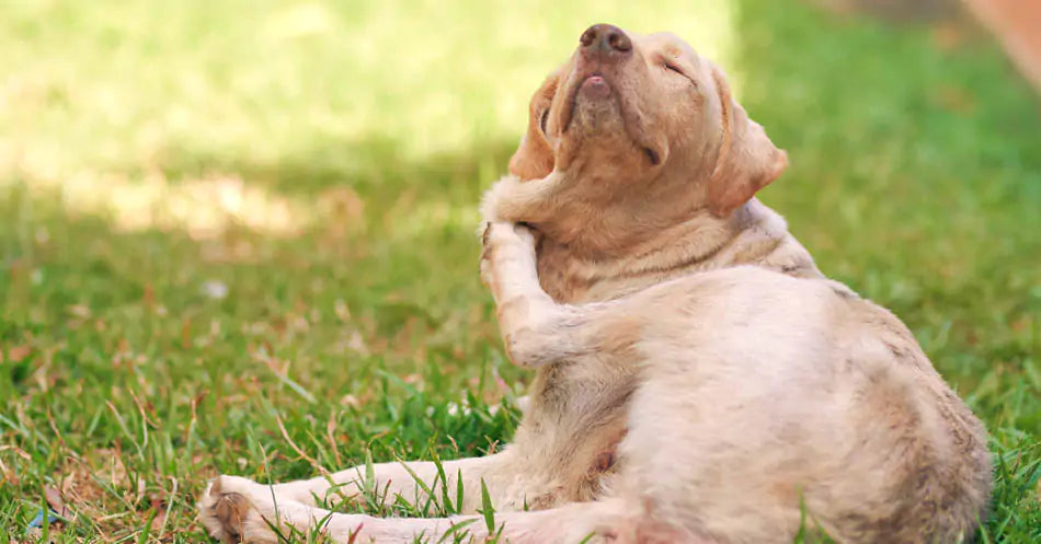 a dog scratching herself