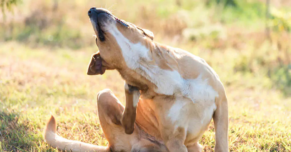 a dog scratching herself