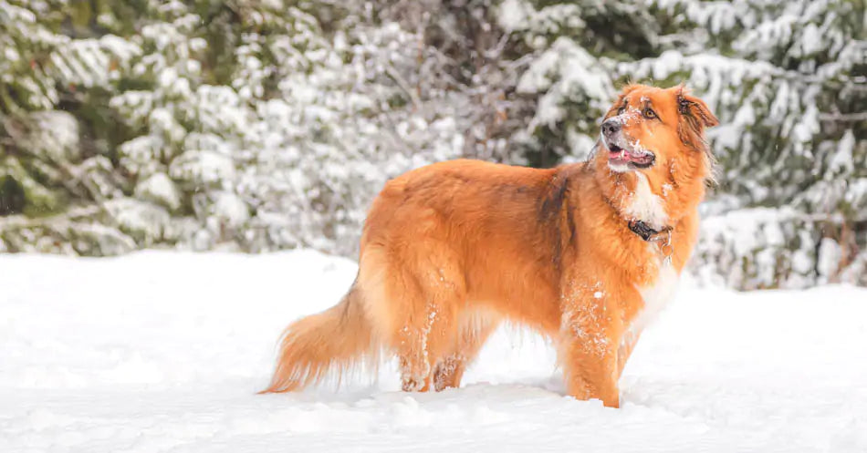 a dog in winter forest