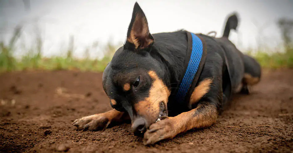 a dog licking their paw
