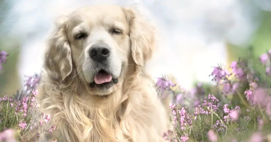 Labrador retriever in flowers