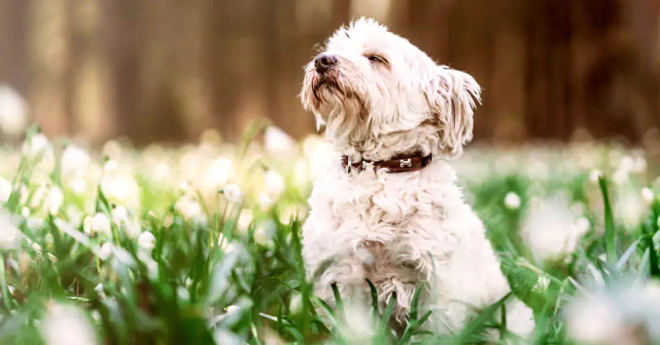 a dog in the field full of flowers