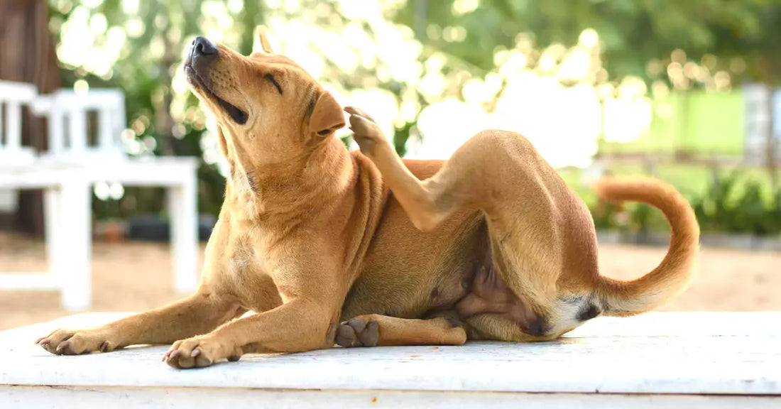 dog scratching
