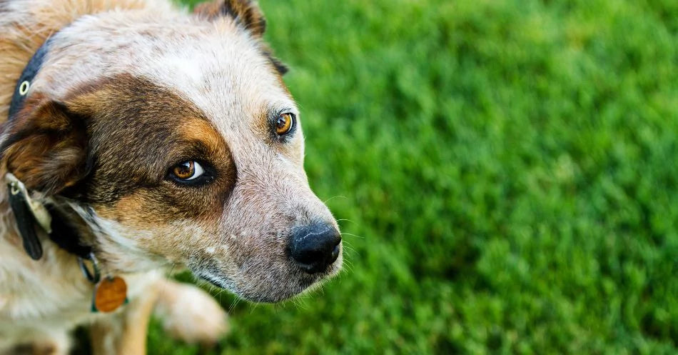 a sad looking dog