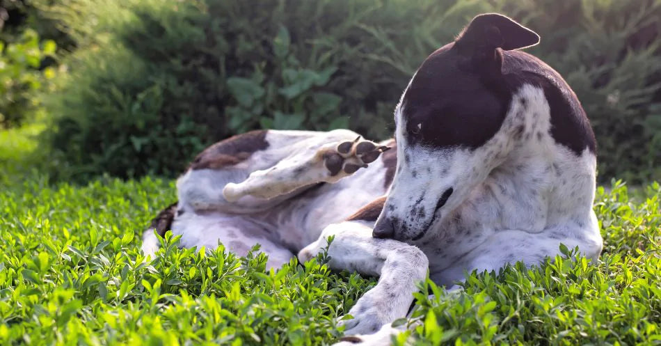 a dog in the grass