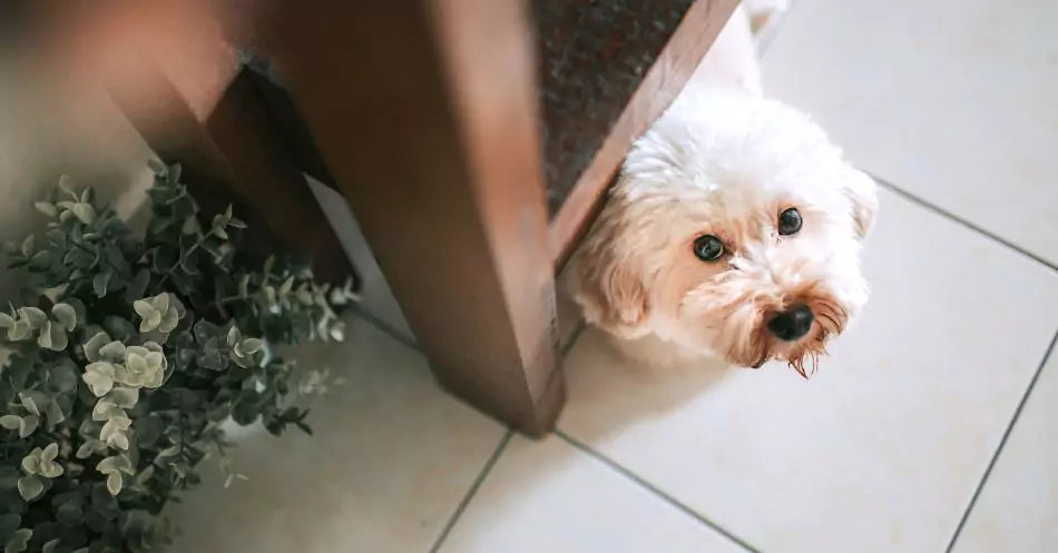a small dog looking up