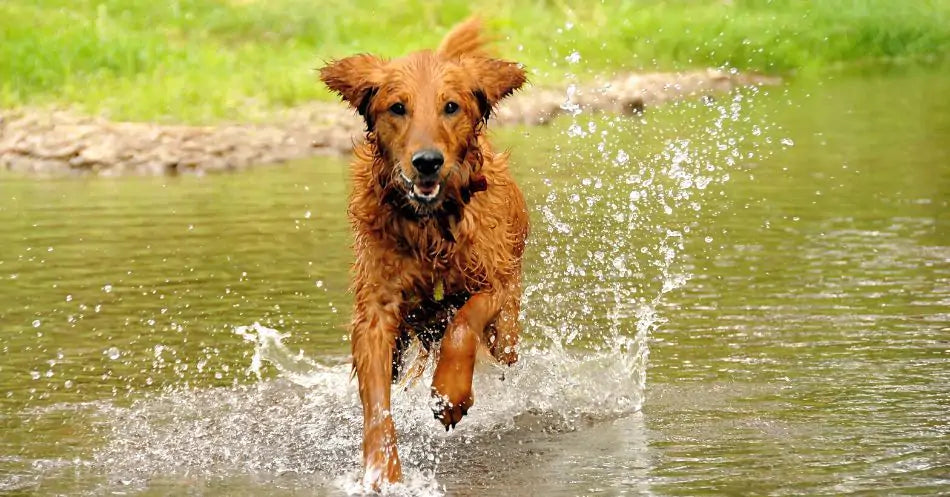 a running dog