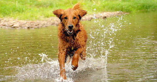 a running dog
