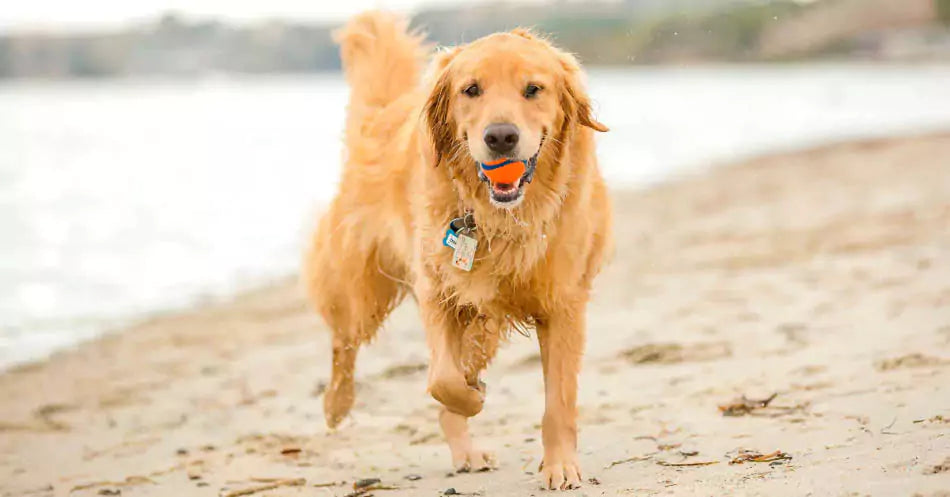a dog with a ball at the beach
