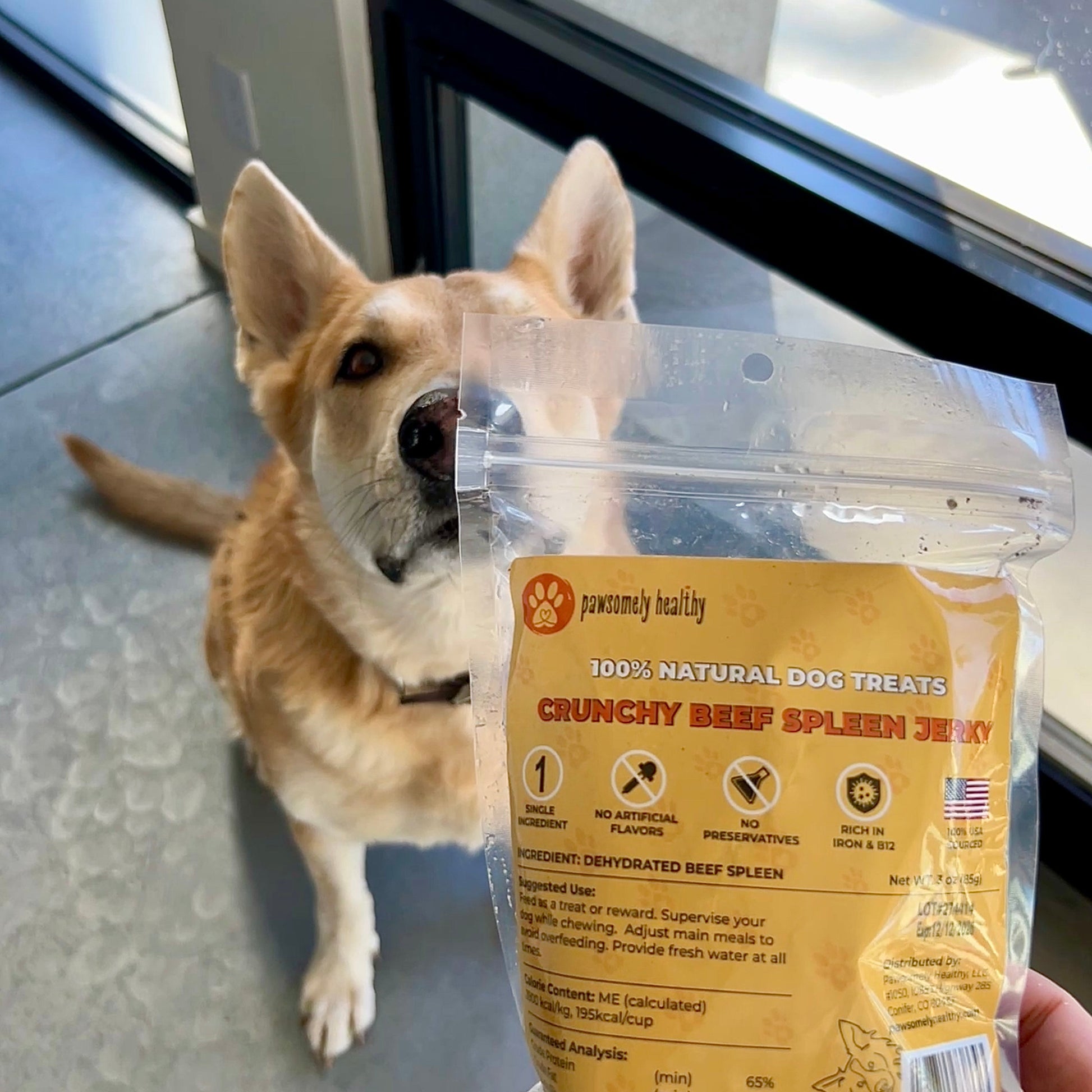 dog sniffs a bag of treats