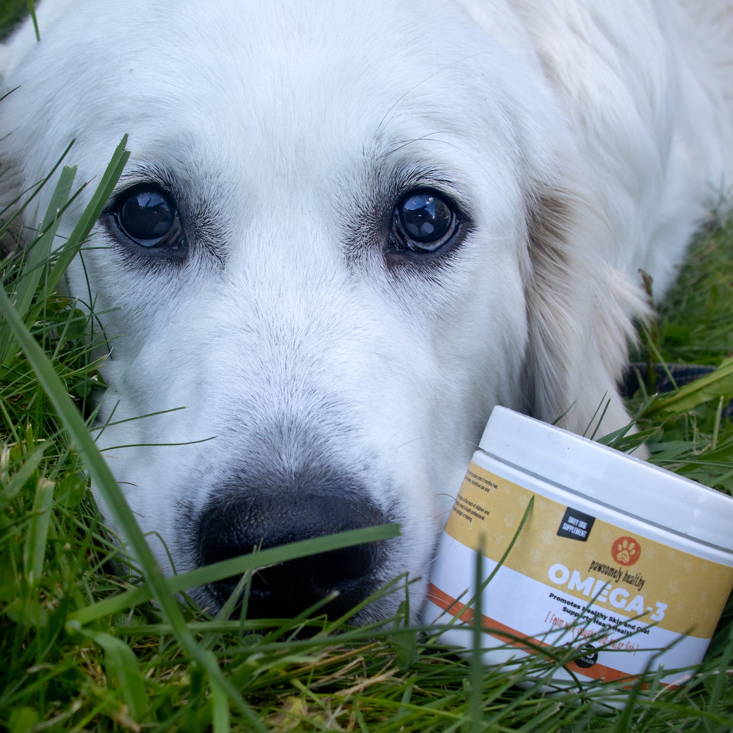 white cute dog with jar of Pawsomely Healthy omega-3 fish oil