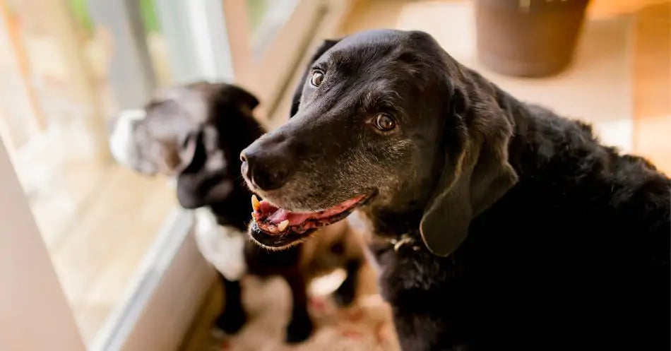 Why Your Senior Dog Is Pacing and Won't Lie Down