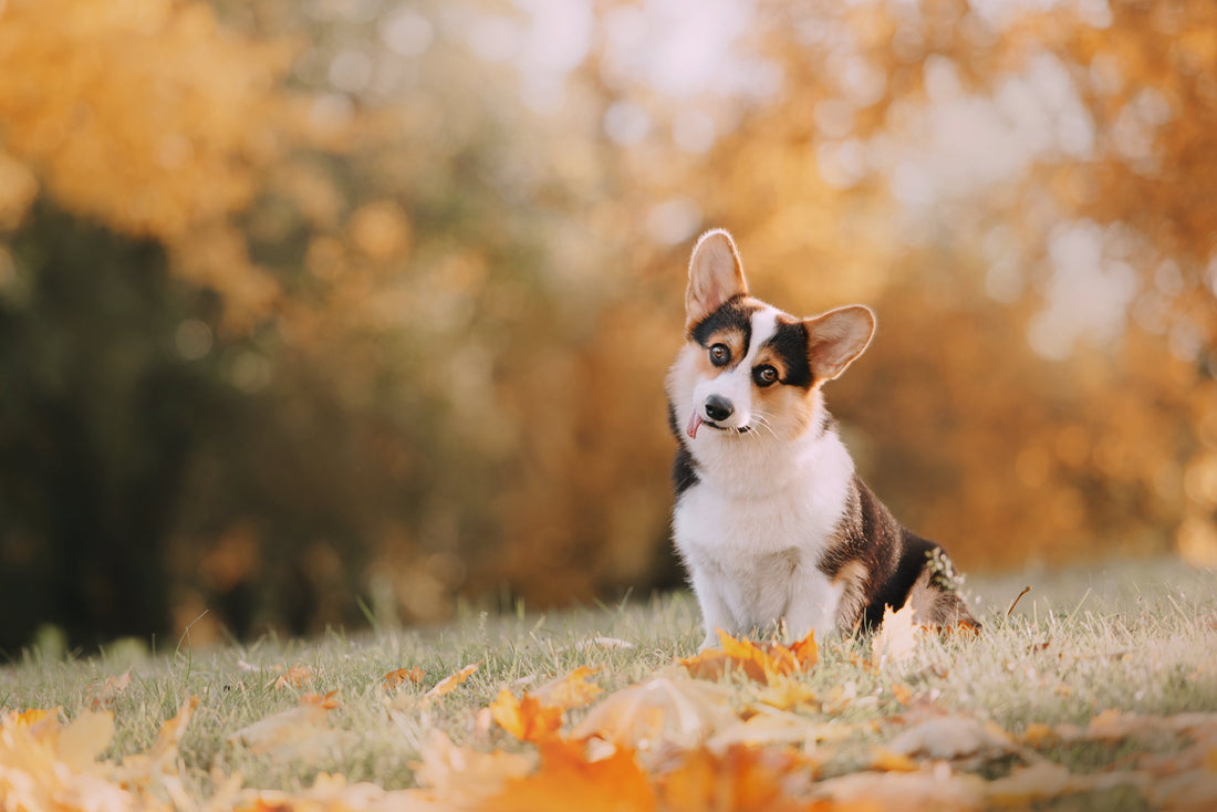 Cute dog with autumn leaves