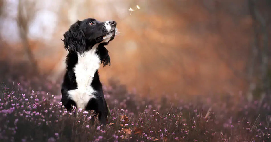 How to Safely Use Passionflower to Manage Your Dog`s Anxiety