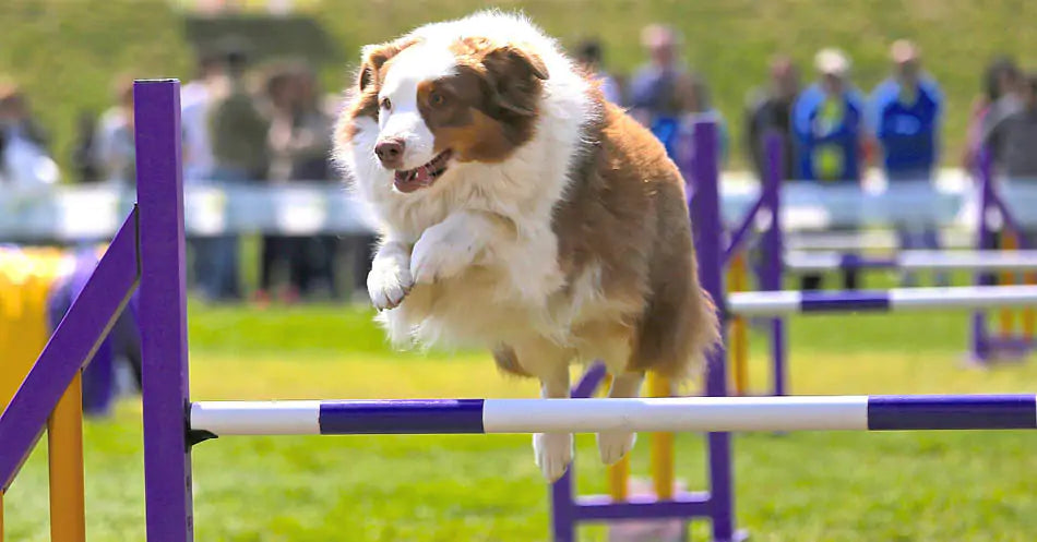 a dog running agility 