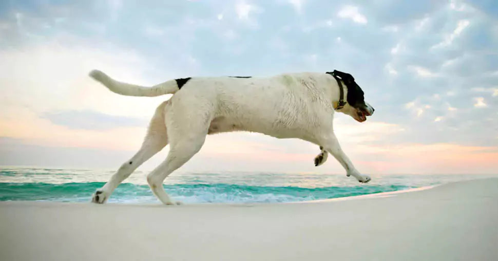 a dog running at the beach