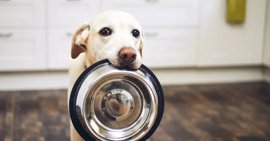a dog with a bowl