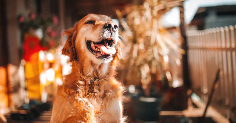 Safe Anxiety Supplements for Dogs That Won’t Make Them Drowsy