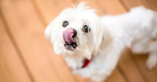 a small white dog