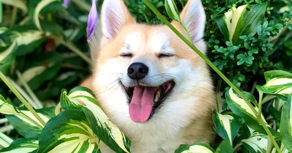 happy dog