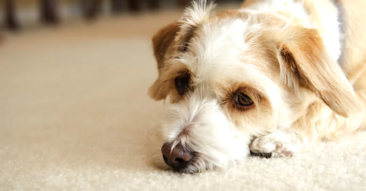 a sad dog on the carpet