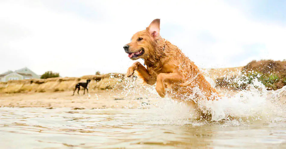 a dog playing in the water