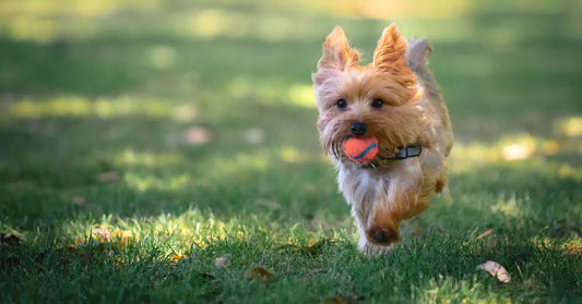 a small dog running with a ball