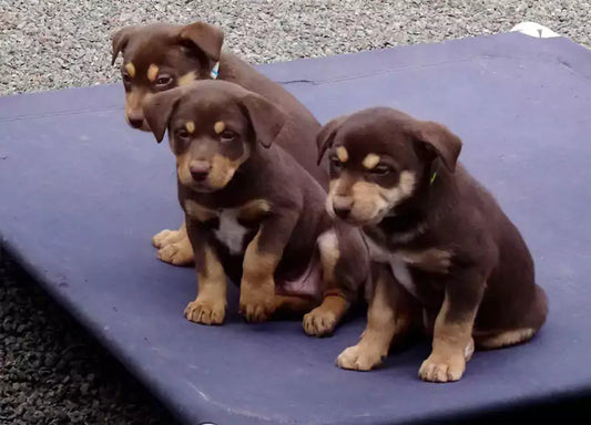 three Kelpie puppies