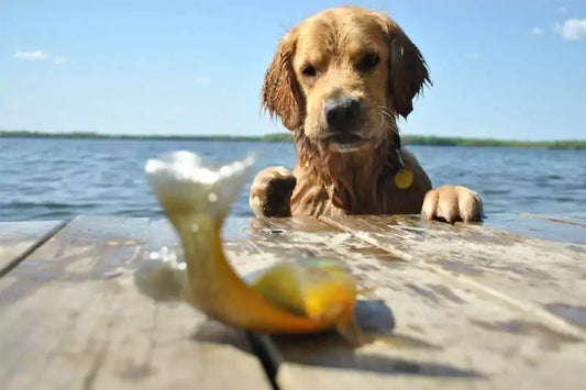 a dog in the water looking at fish