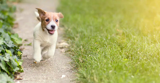 puppy running