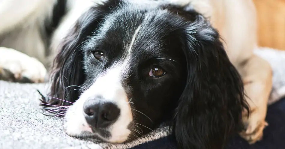 black and white dog
