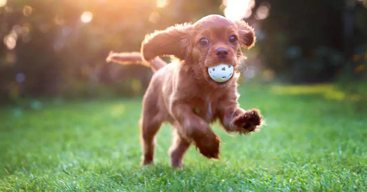 Happy running puppy with ball