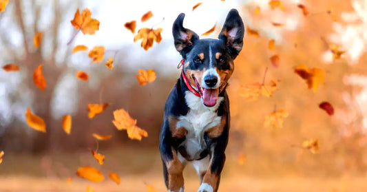 a running dog