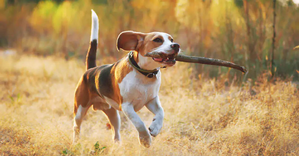 a dog running with a stick