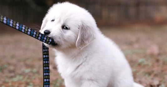 a puppy pulling a leash