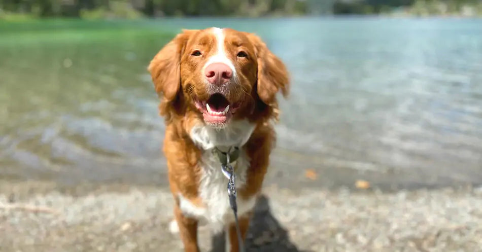 Happy dog