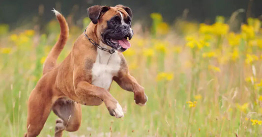 Happy dog running