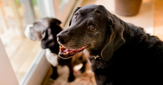 a senior Labrador