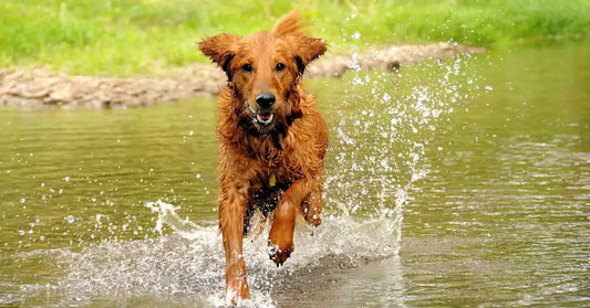 What Kind of Fish Oil is Best for Dogs?