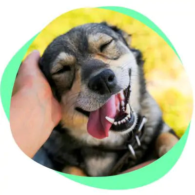 Happy Dog
