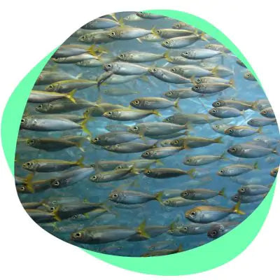 small fish