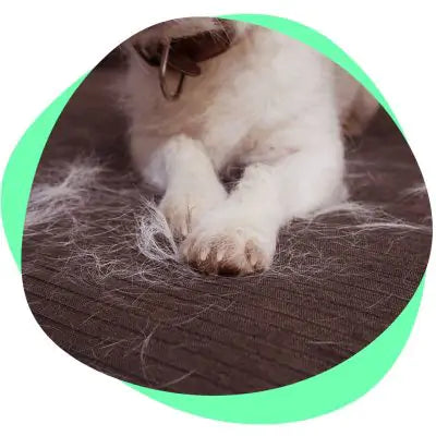 dog shedding its fur