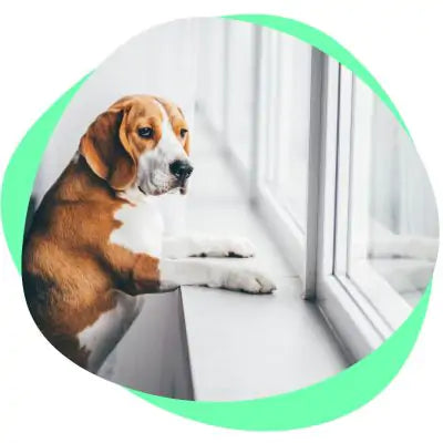 dog looking out of window
