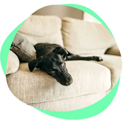 dog laying sofa
